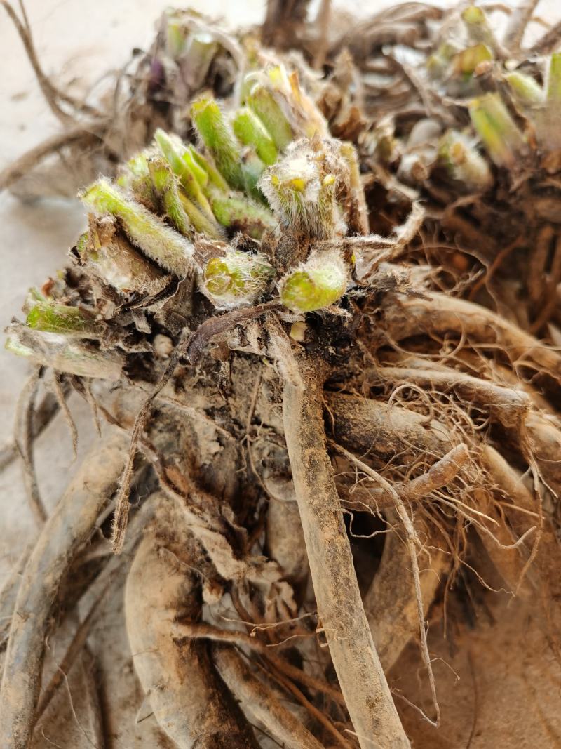 俄罗斯饲料菜种根聚合草种子基地常年供应现挖现发
