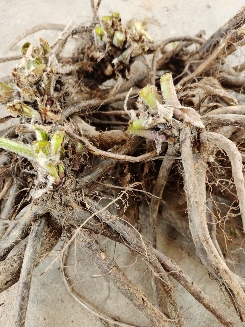 俄罗斯饲料菜种根聚合草种子基地常年供应现挖现发