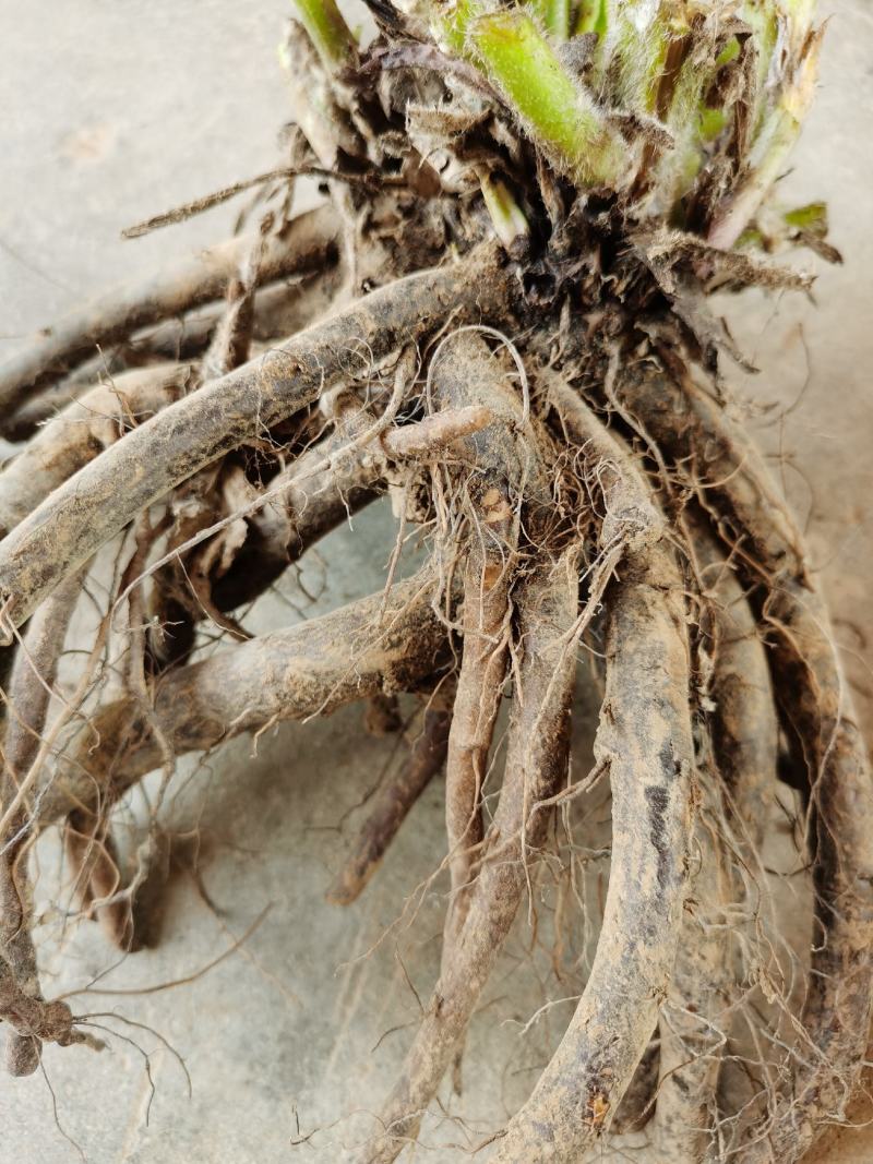 俄罗斯饲料菜种根聚合草种子基地常年供应现挖现发