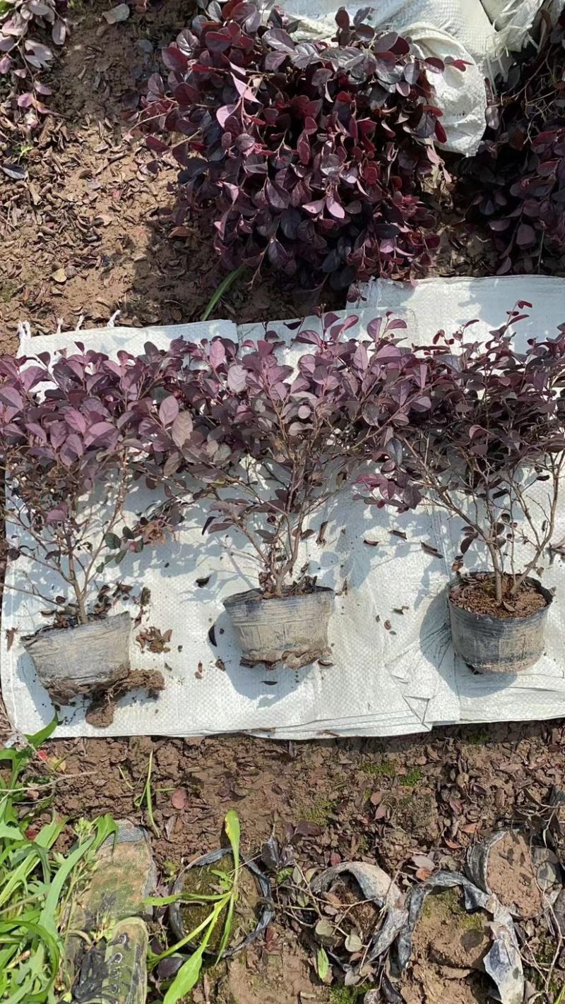 红檵木大杯红花檵木规格齐全质量保证欢迎前来选购