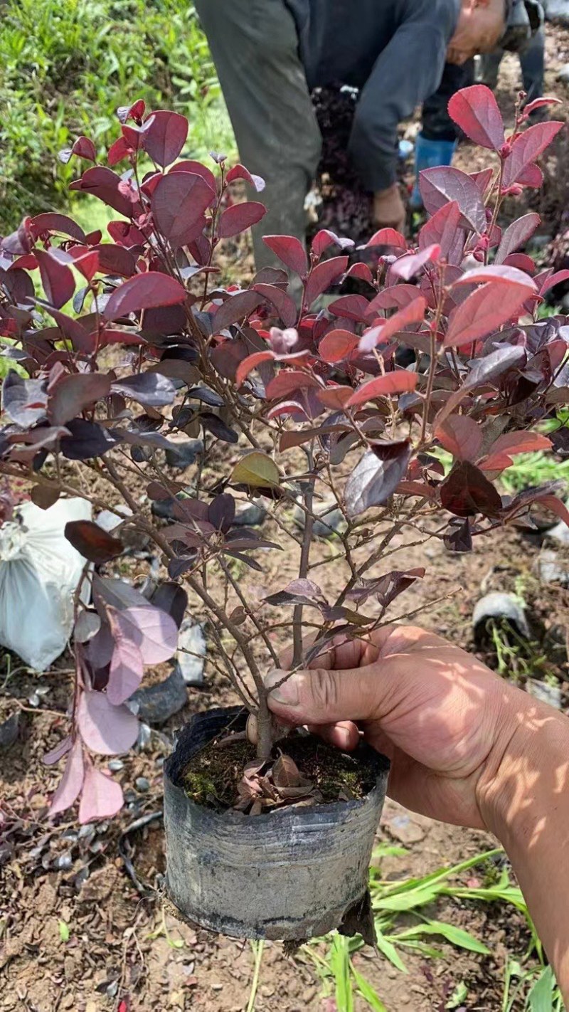 红檵木大杯红花檵木规格齐全质量保证欢迎前来选购