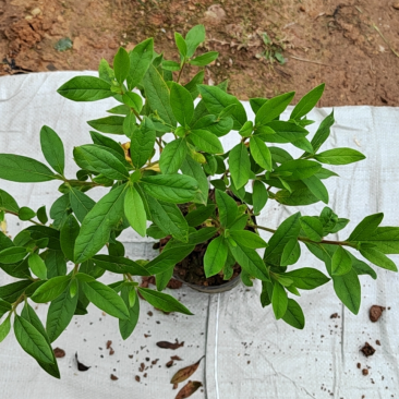 毛鹃大杯苗规格齐全质量保障