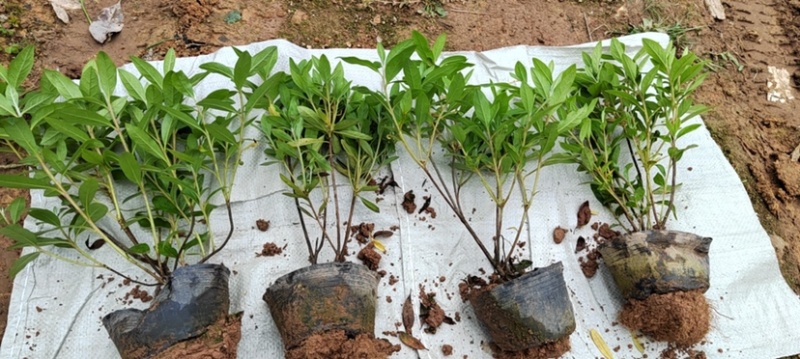 毛鹃大杯苗规格齐全质量保障