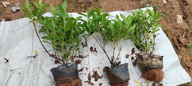 毛鹃大杯苗规格齐全质量保障