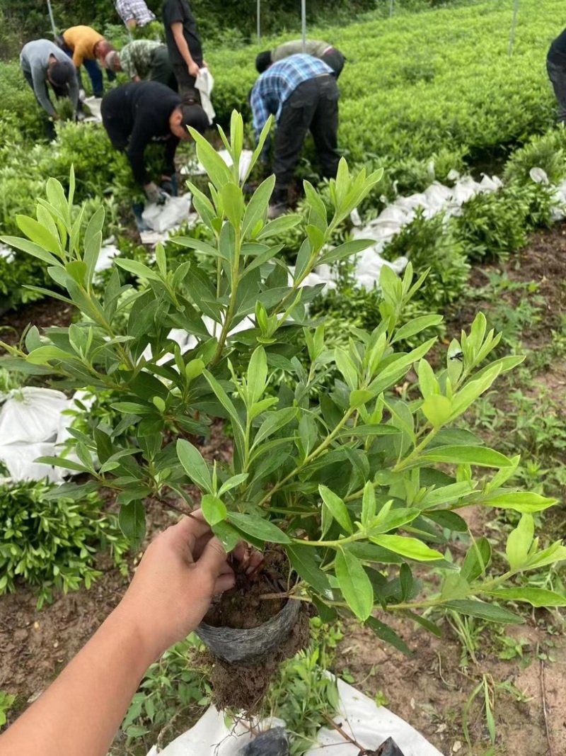 毛鹃大杯苗规格齐全质量保障