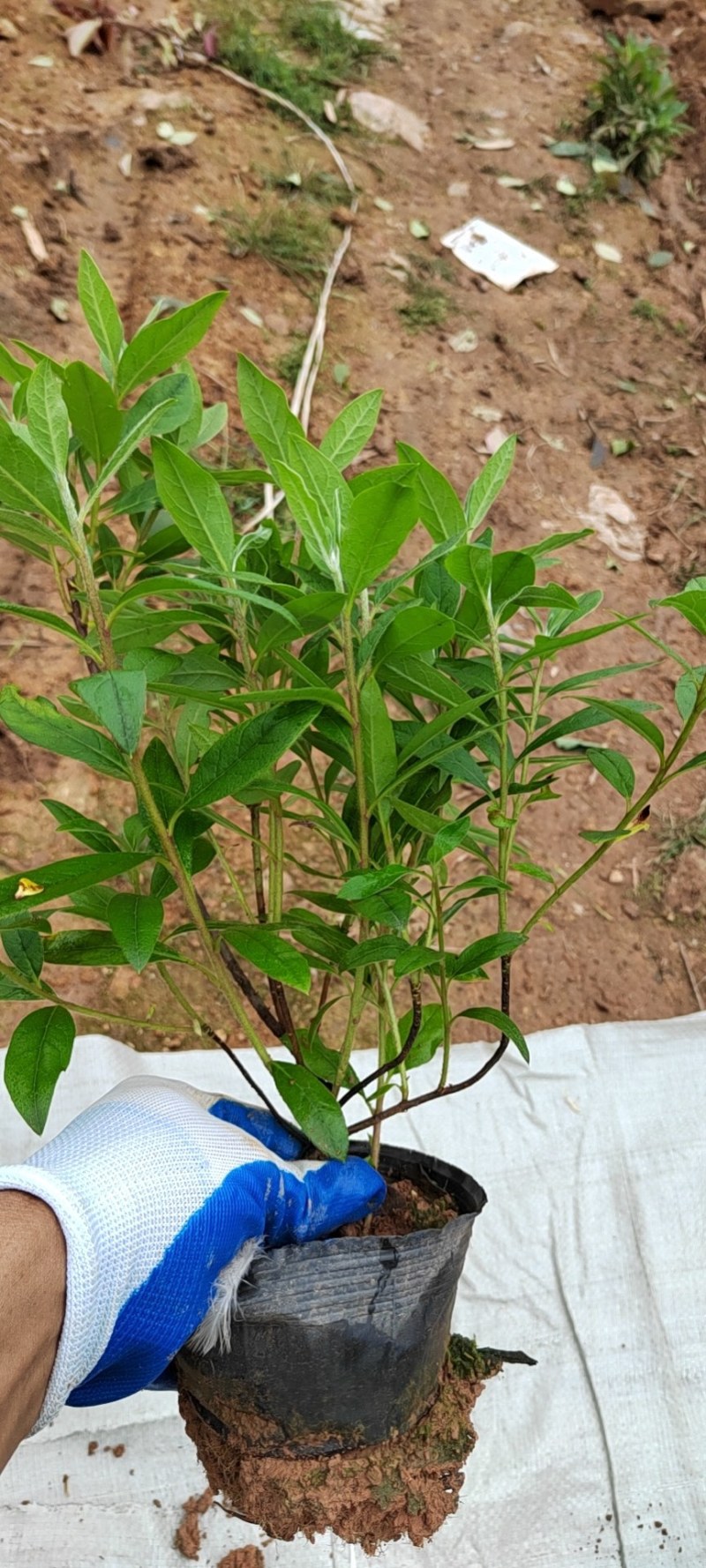 毛鹃大杯苗规格齐全质量保障
