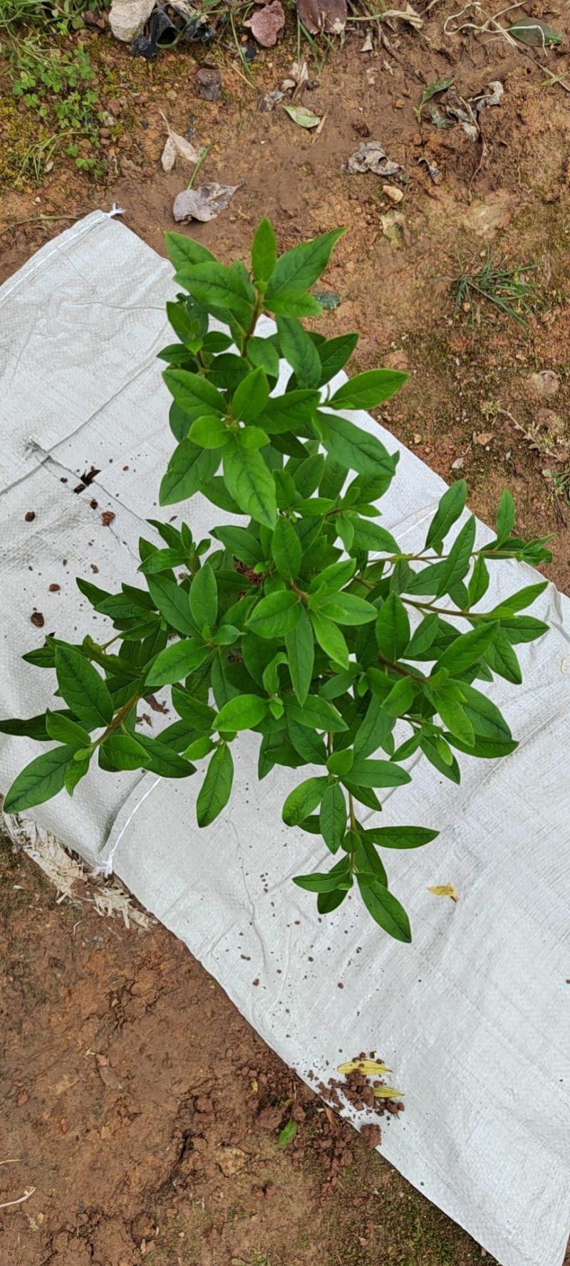 毛鹃大杯苗规格齐全质量保障