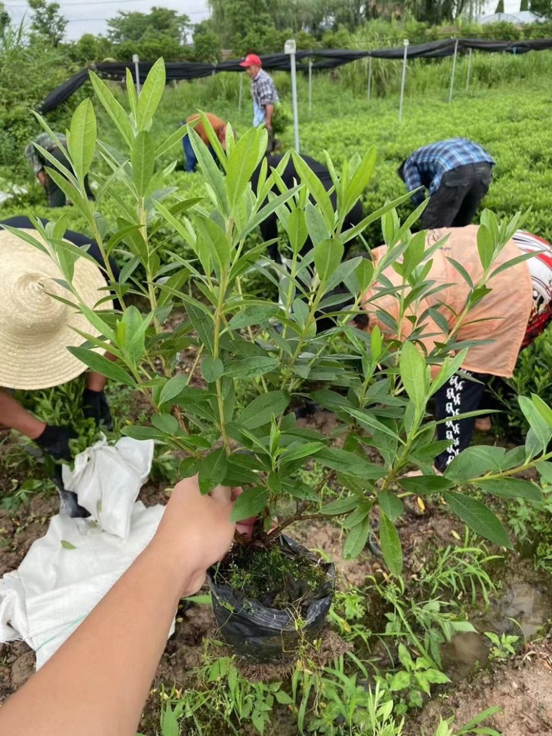 毛鹃大杯苗规格齐全质量保障