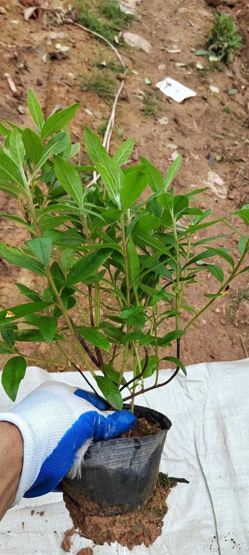 毛鹃大杯苗规格齐全质量保障