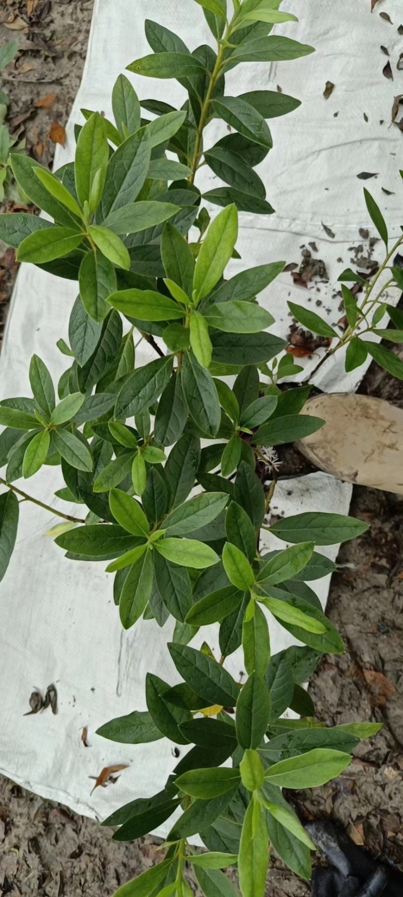 毛鹃大杯苗规格齐全质量保障