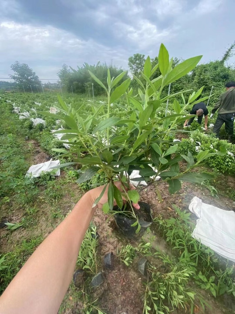 毛鹃大杯苗规格齐全质量保障