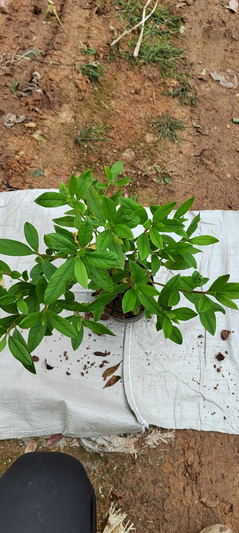 毛鹃大杯苗规格齐全质量保障