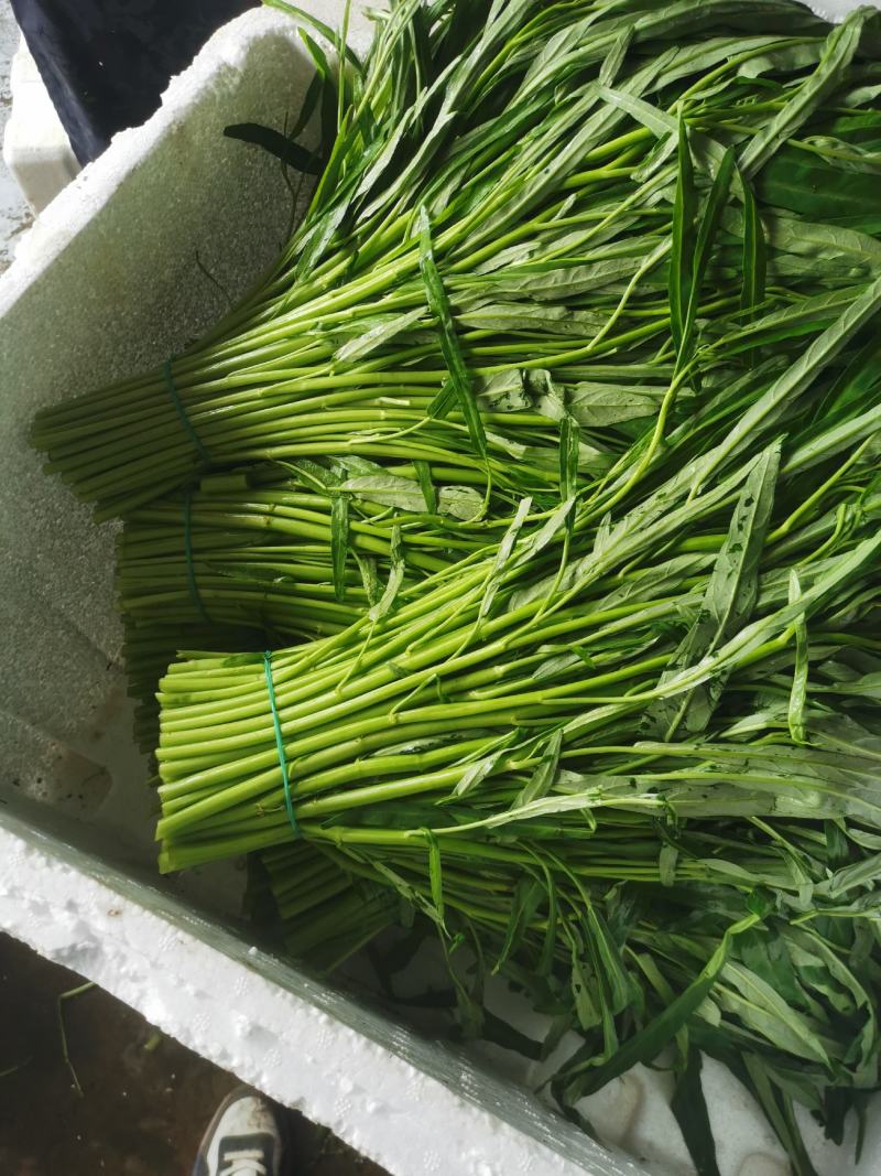 空心菜（徐闻县特产便宜又好吃）