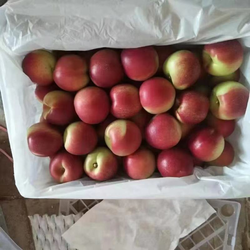珍珠油桃