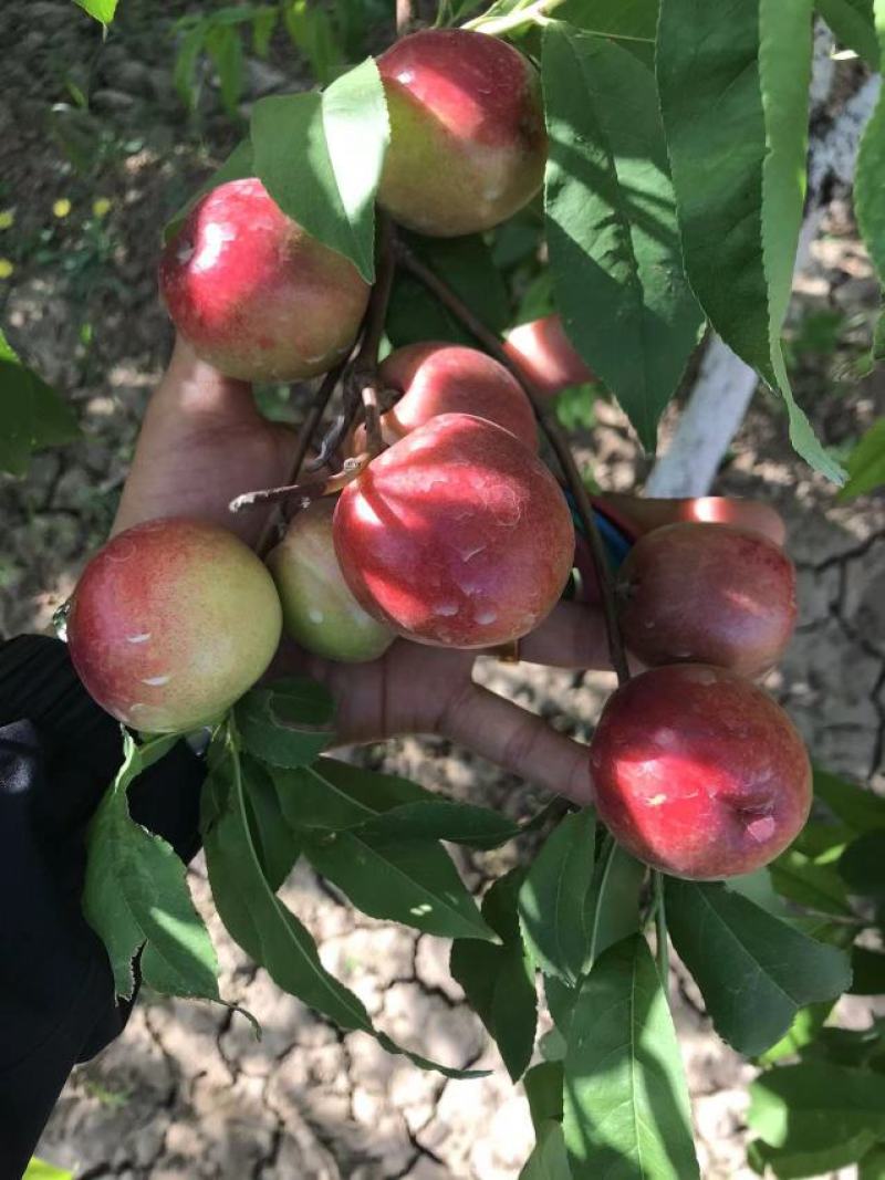 珍珠油桃