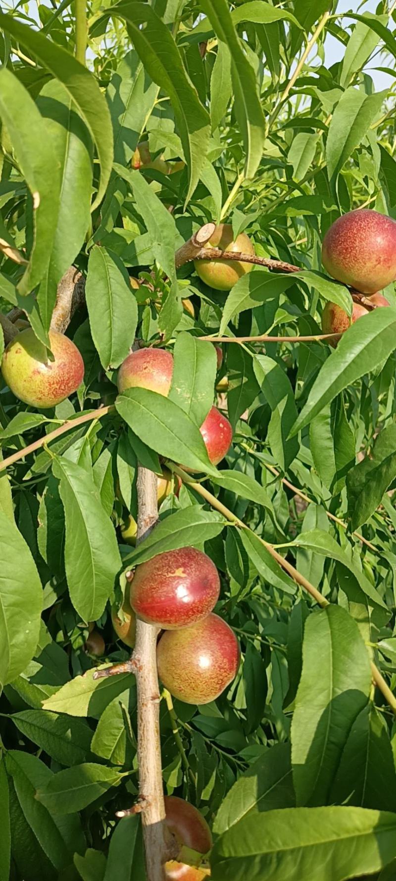 珍珠油桃