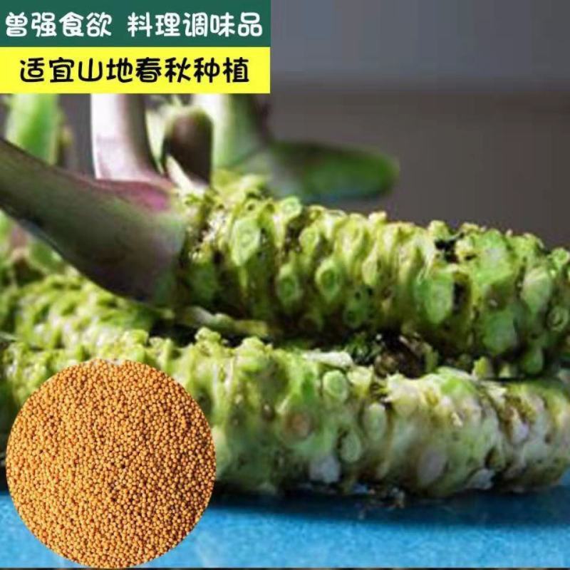 芥末种子调味种籽保健料理高产特色菜四季易种盆栽蔬孑