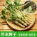 芥末种子调味种籽保健料理高产特色菜四季易种盆栽蔬孑