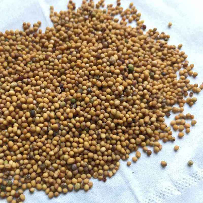 芥末种子调味种籽保健料理高产特色菜四季易种盆栽蔬孑