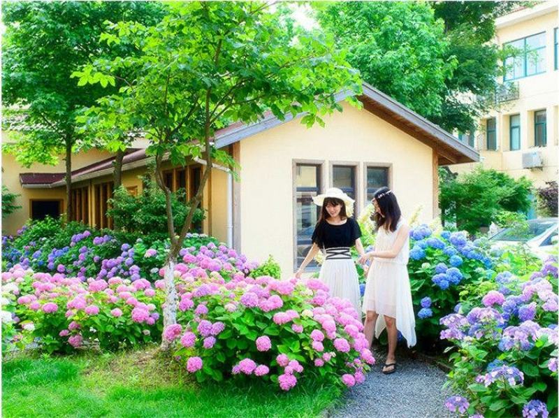 绣球花苗无尽夏花卉盆栽庭院植物阳台庭院花园花好养四季开花
