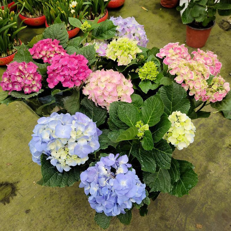 绣球花苗无尽夏花卉盆栽庭院植物阳台庭院花园花好养四季开花