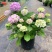 绣球花苗无尽夏花卉盆栽庭院植物阳台庭院花园花好养四季开花