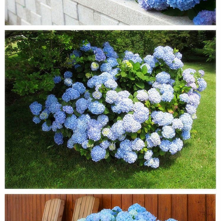 八仙花种苗批发]绣球花苗无尽夏花卉盆栽庭院植物阳台庭院花园花