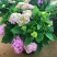 绣球花苗无尽夏花卉盆栽庭院植物阳台庭院花园花好养四季开花