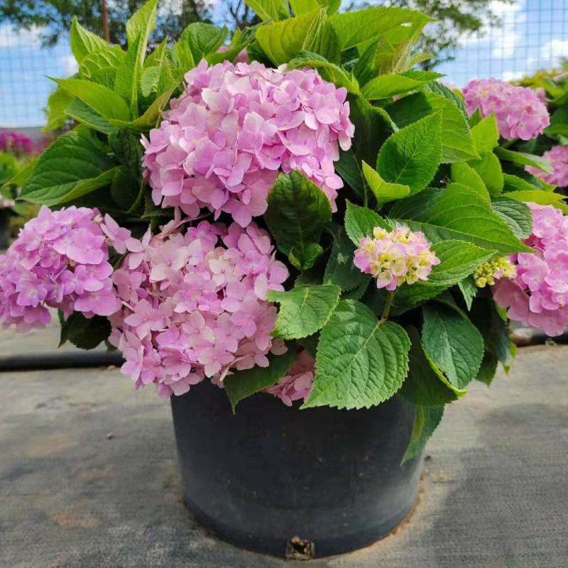 绣球花苗无尽夏花卉盆栽庭院植物阳台庭院花园花好养四季开花