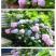绣球花苗无尽夏花卉盆栽庭院植物阳台庭院花园花好养四季开花