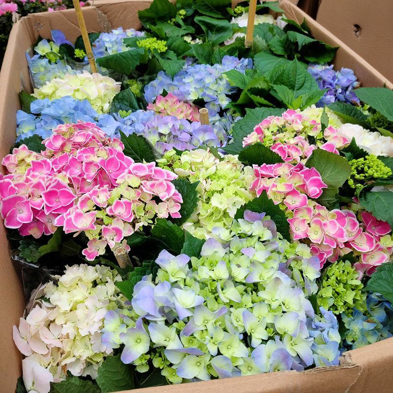 绣球花苗无尽夏花卉盆栽庭院植物阳台庭院花园花好养四季开花