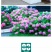 绣球花苗无尽夏花卉盆栽庭院植物阳台庭院花园花好养四季开花