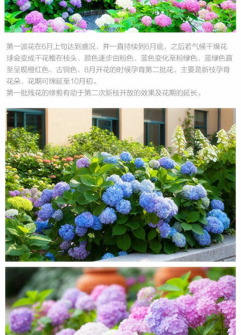 绣球花苗无尽夏花卉盆栽庭院植物阳台庭院花园花好养四季开花