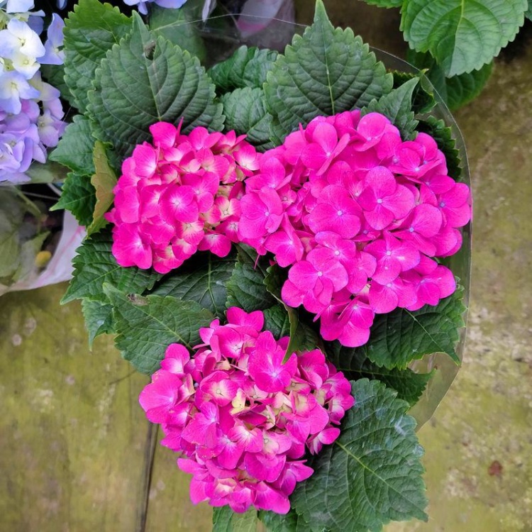 八仙花种苗批发]绣球花苗无尽夏花卉盆栽庭院植物阳台庭院花园花