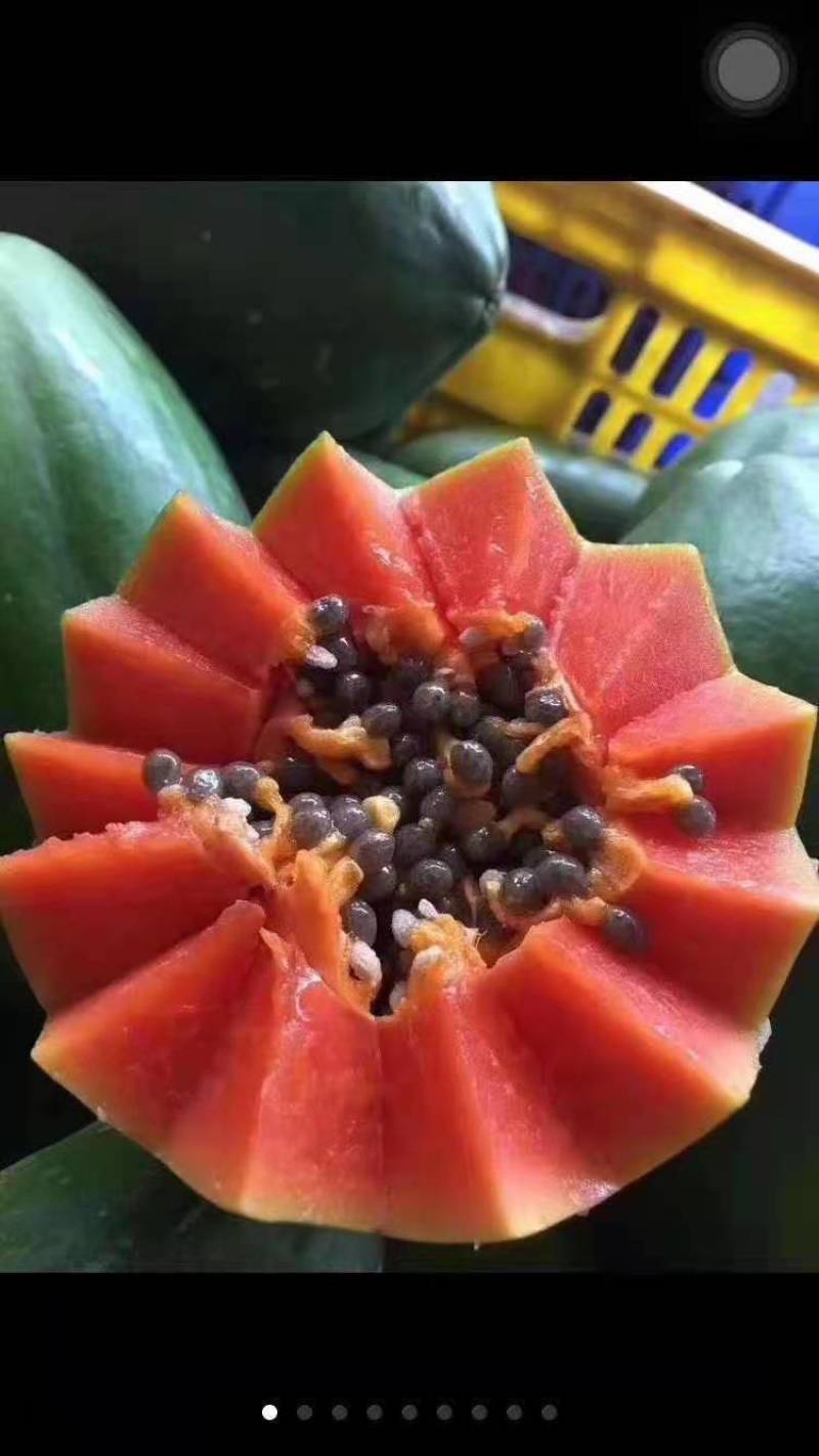 木瓜（徐闻县特产便宜又好吃）