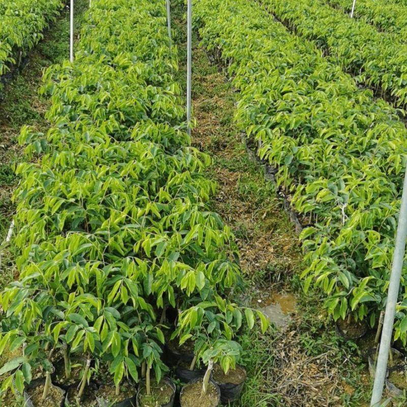 奇楠苗，20至40公分