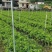 奇楠苗，20至40公分