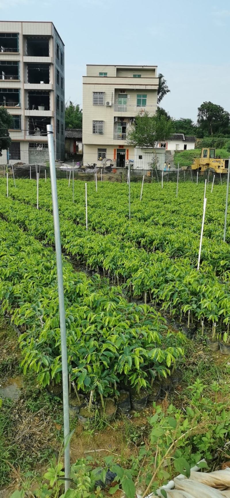 奇楠苗，20至40公分