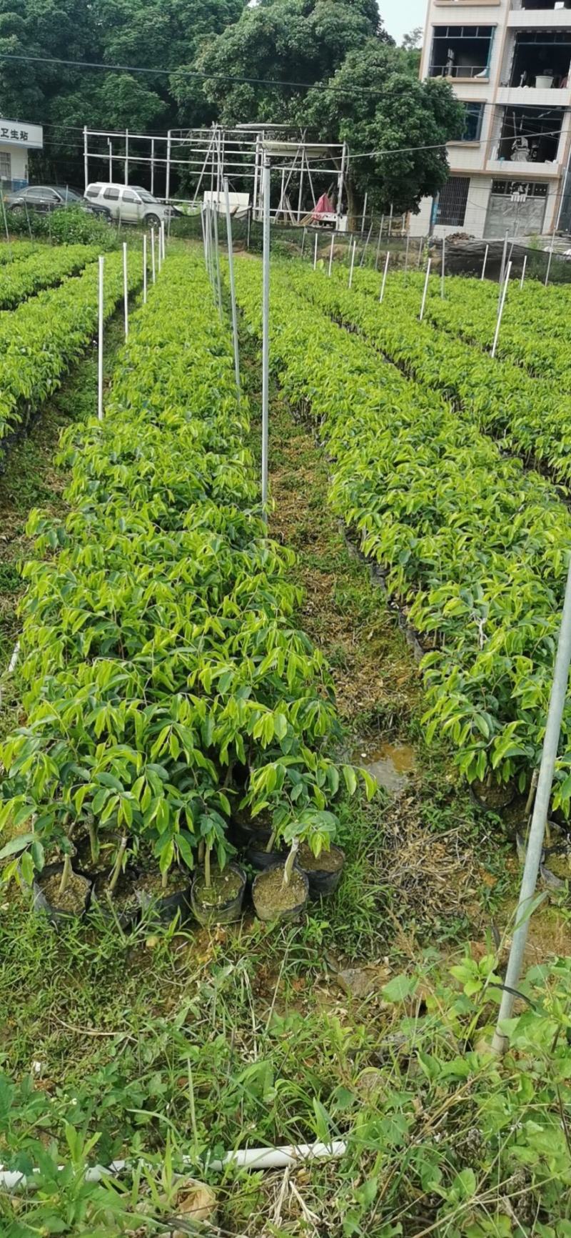 奇楠苗，20至40公分