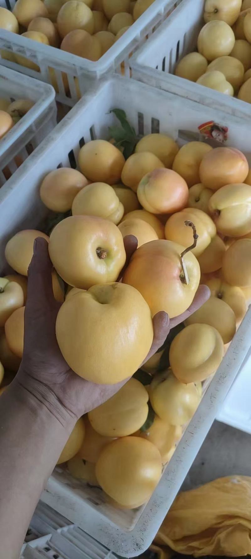 沂源县精品黄矩油，精品质量，产地直发，桃园直采。