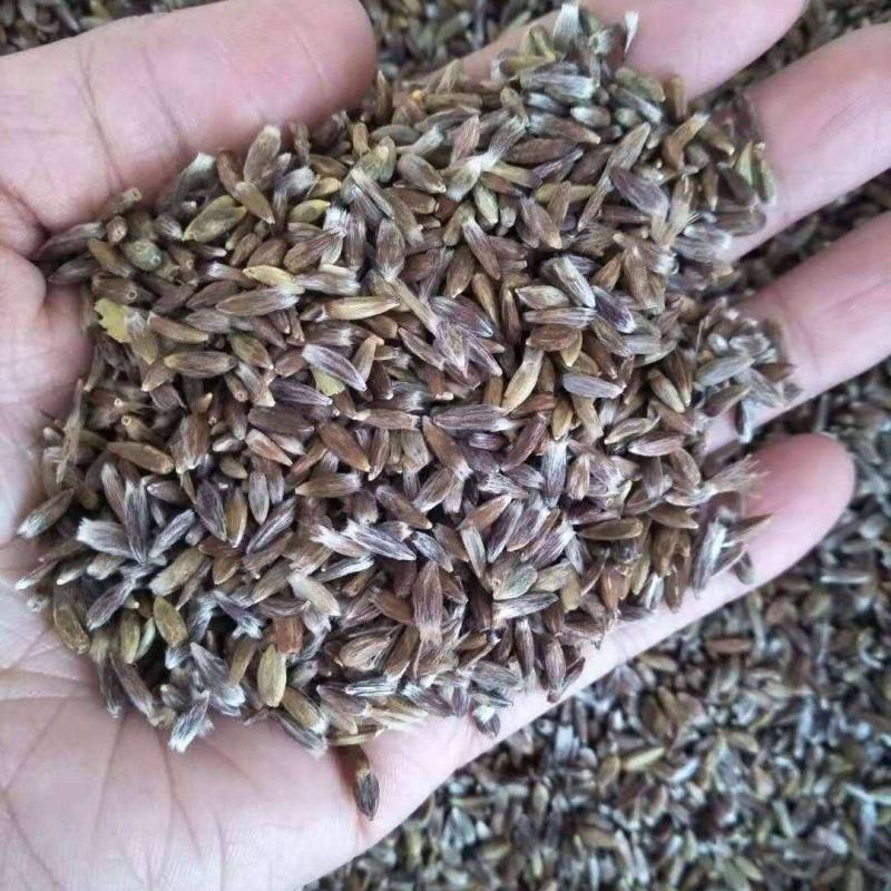 苍术种子南苍术种子北苍术种子茅苍术种子朱砂点苍术种子