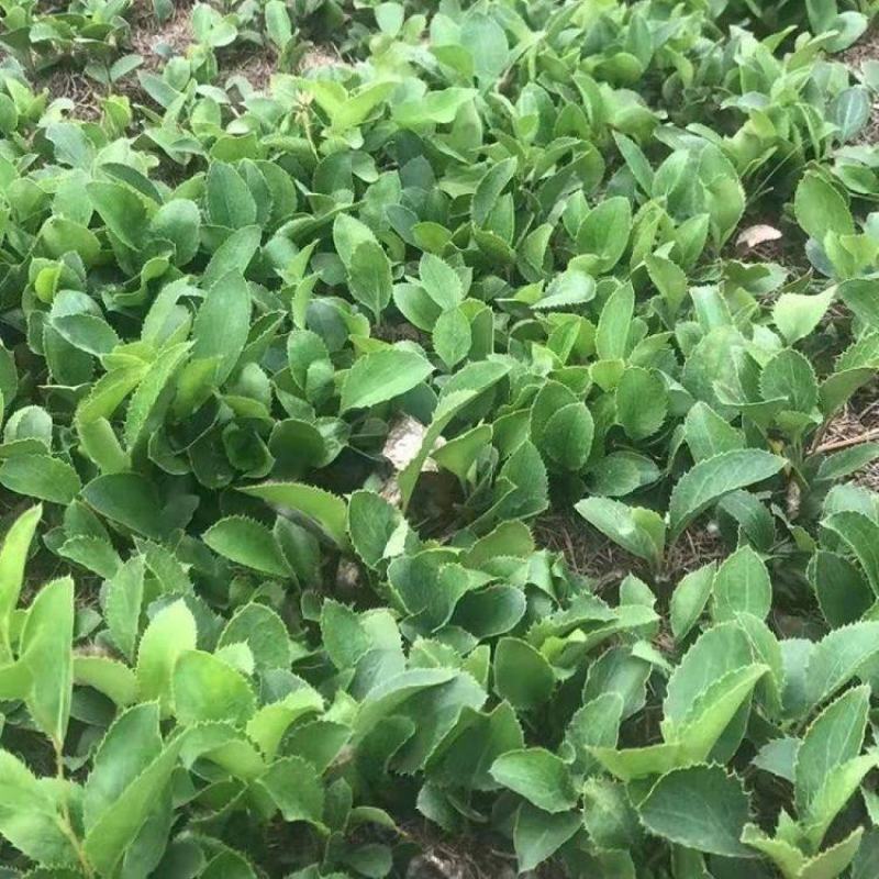 苍术种子南苍术种子北苍术种子茅苍术种子朱砂点苍术种子