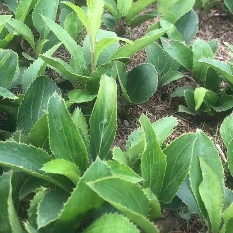 苍术种子南苍术种子北苍术种子茅苍术种子朱砂点苍术种子