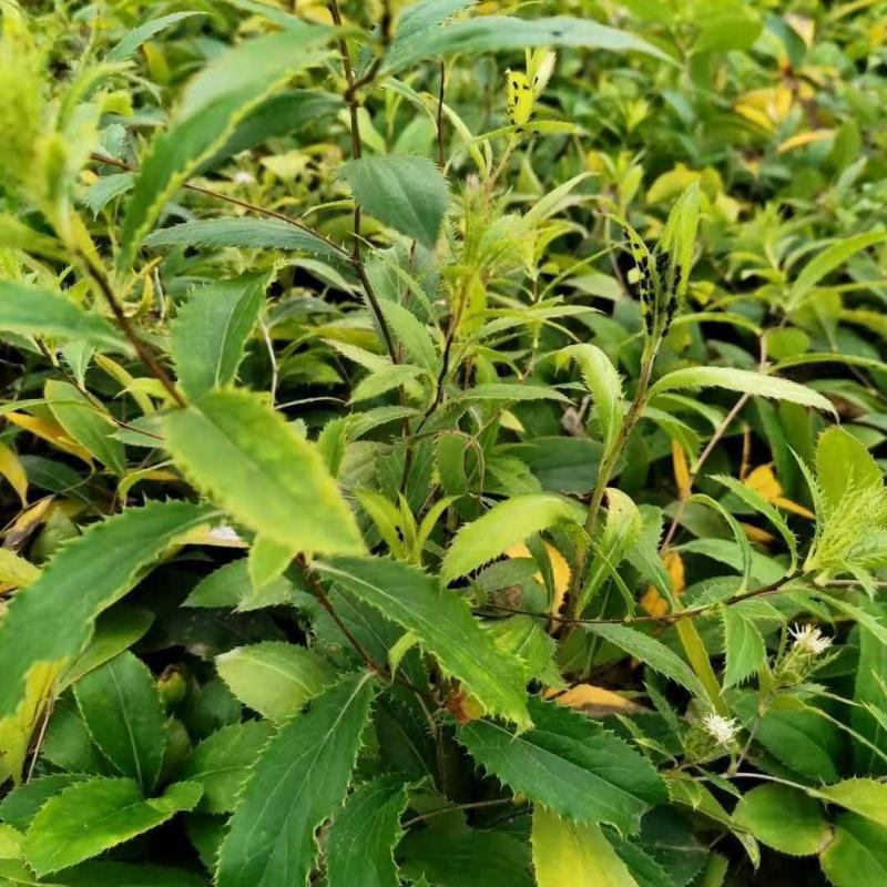 苍术种子南苍术种子北苍术种子茅苍术种子朱砂点苍术种子