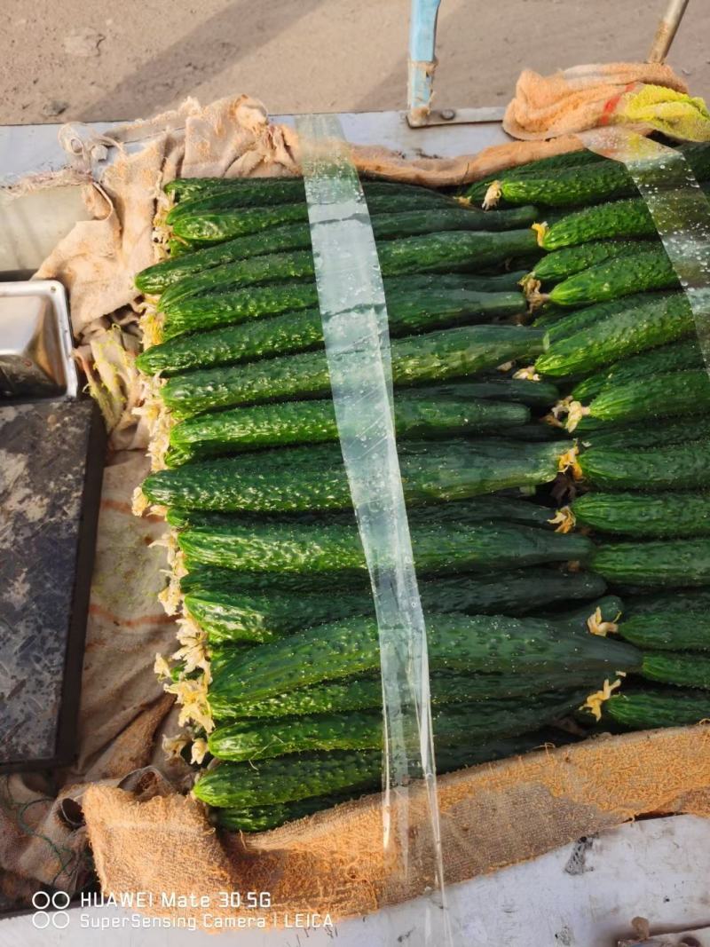 精品黄瓜大量上市中，现摘现卖，保证新鲜，货源充足，价格低