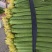 鲜花丝瓜