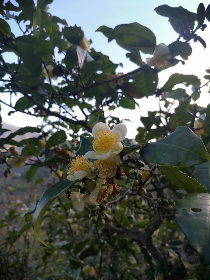 大箐王古树茗魁云南产地直销品质上乘