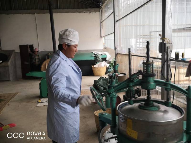 大箐王古树茗魁云南产地直销品质上乘