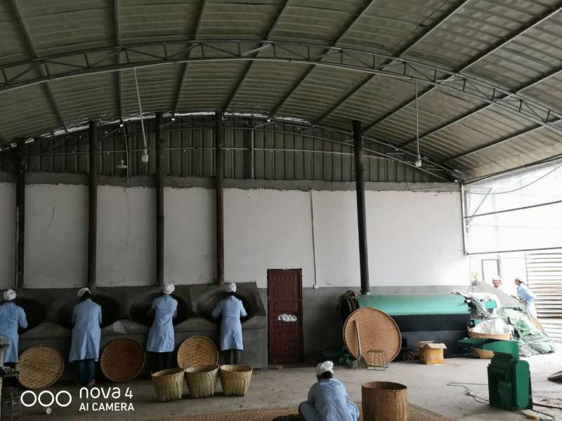 大箐王古树茗魁云南产地直销品质上乘