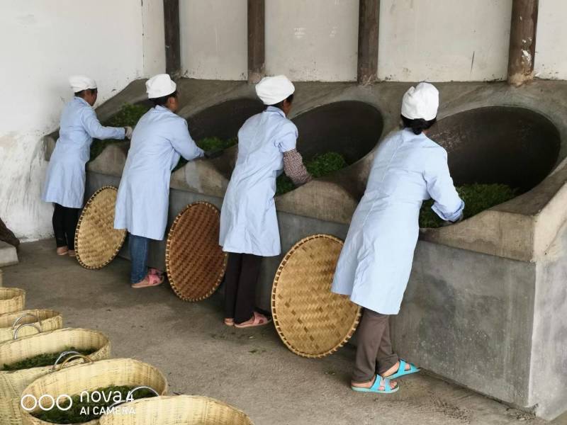 大箐王古树茗魁云南产地直销品质上乘